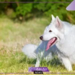 تفسير حلم الكلب الابيض في المنام لابن سيرين والعصيمي