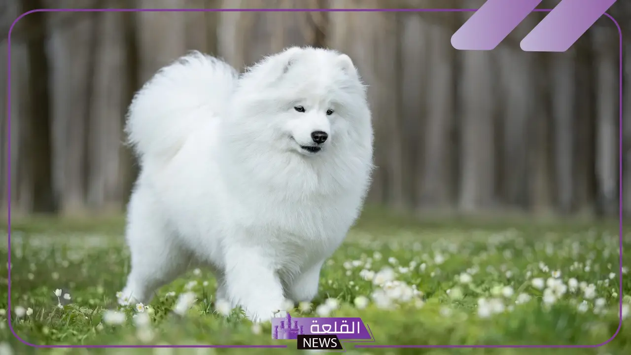 تفسير حلم الكلب الابيض في المنام لابن سيرين والعصيمي 6 تفسير حلم الكلب الابيض للعصيمي