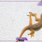 تفسير حلم الوزغ على الجسم في المنام ورمزه لابن سيرين