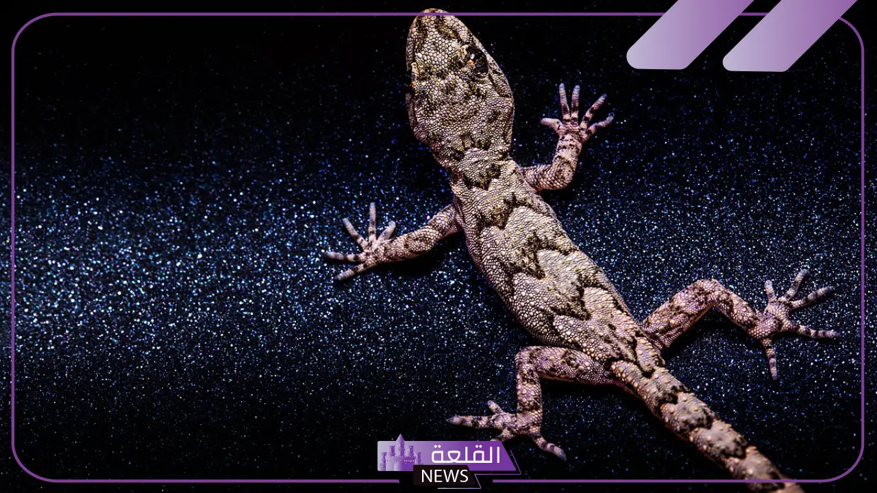 تفسير حلم الوزغ على الجسم في المنام ورمزه لابن سيرين 5 الوزغ في المنام للعزباء