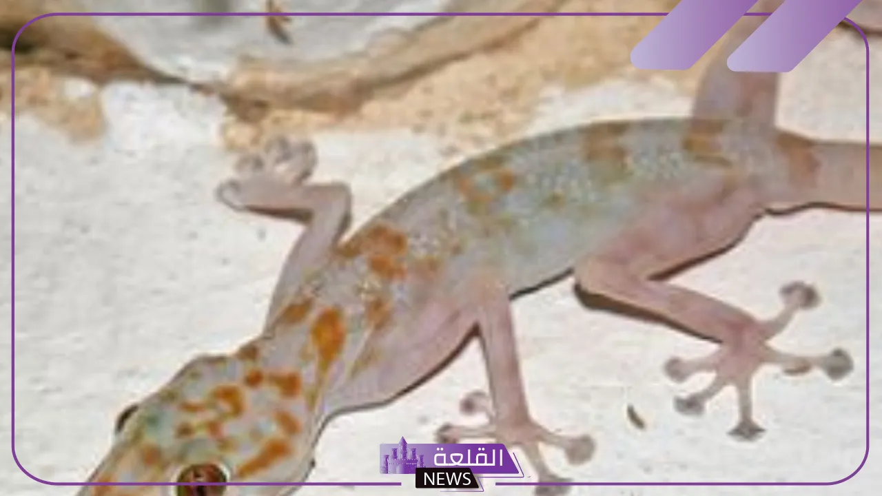 تفسير حلم الوزغ على الجسم في المنام ورمزه لابن سيرين 6 الوزغ في المنام للحامل