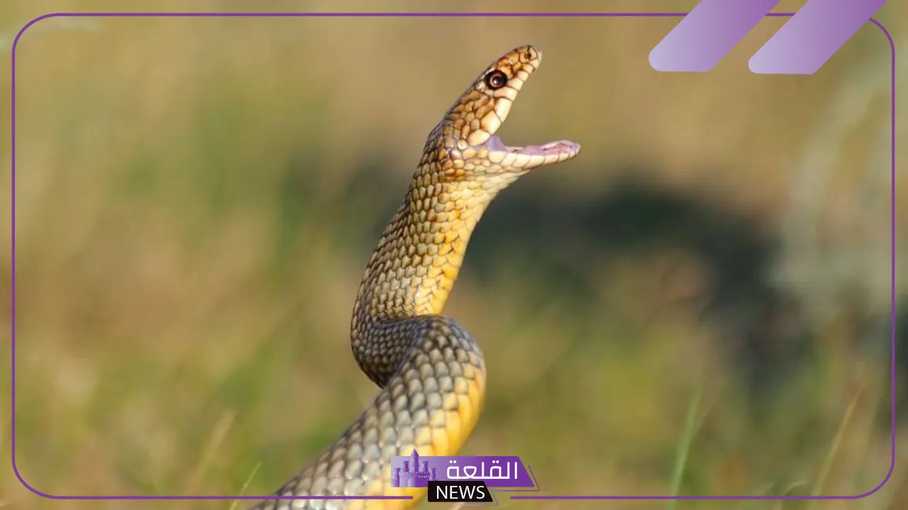 تفسير حلم ثعبان يلاحقني ويريد أن يلدغني في المنام لابن سيرين 5 الثعبان يلاحقني للرجل