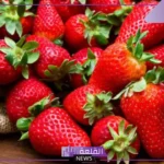 تفسير حلم رؤية الفراولة في المنام لابن سيرين والعصيمي