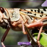 تفسير حلم رؤية جرادة واحدة في المنام وفقًا لابن سيرين