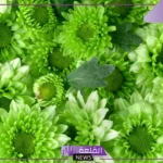 تفسير حلم مكان اخضر جميل وكبير في المنام لابن سيرين