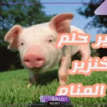 تفسير حلم الخنزير في المنام للمرأة والرجل لابن سيرين