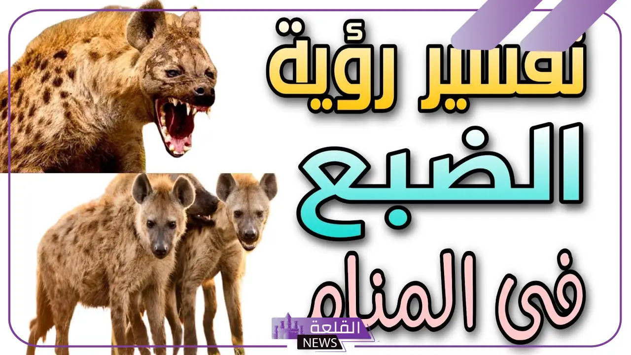 تفسير حلم رؤية الضبع في المنام والهجوم لابن سيرين 5 تفسير رؤية الضبع في المنام بالتفصيل