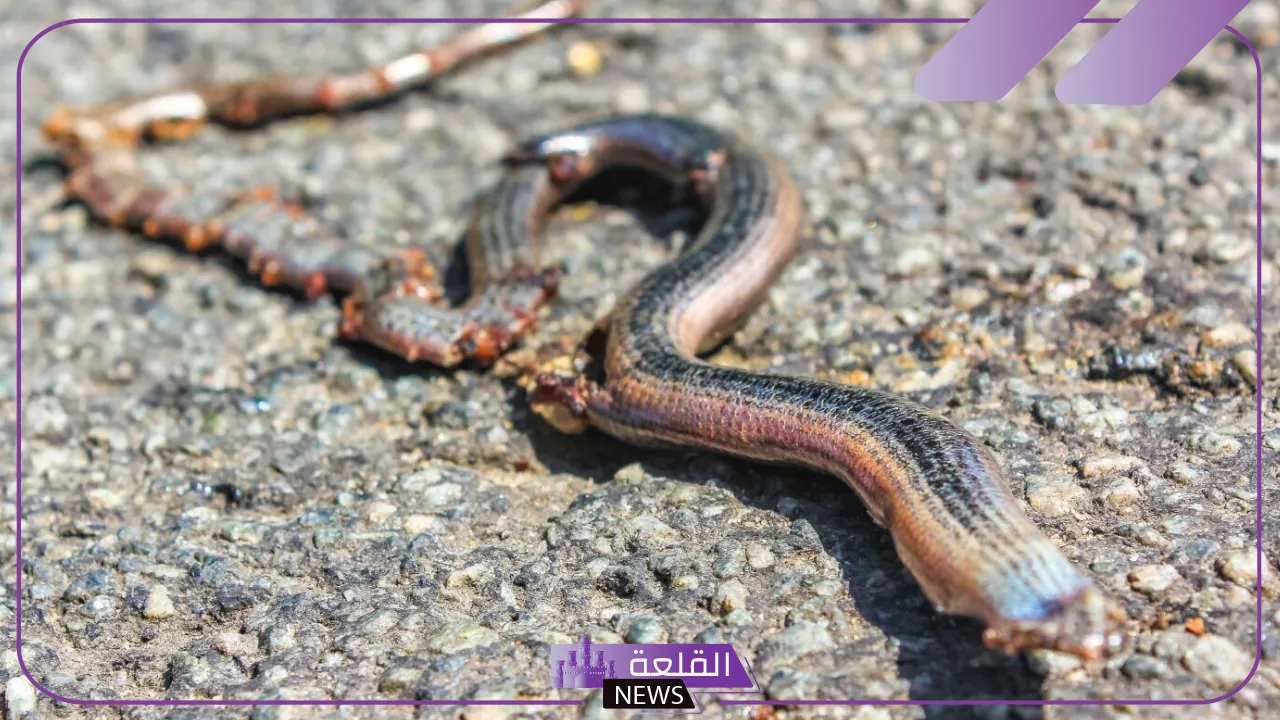 تفسير حلم ثعبان يلاحقني ويريد أن يلدغني في المنام لابن سيرين 6 الثعبان للمتزوجة