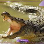 تفسير حلم التماسيح في المنام ورؤيتها لابن سيرين