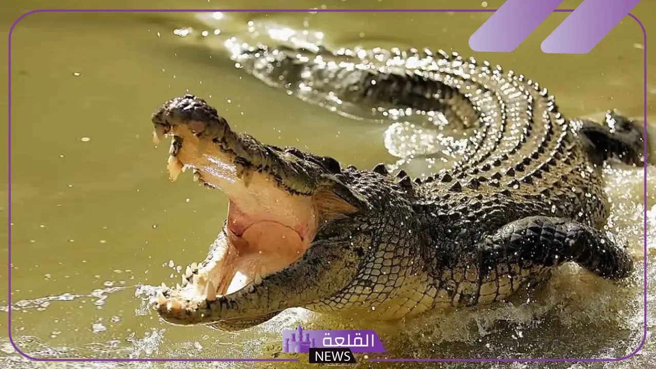 تفسير حلم التماسيح في المنام ورؤيتها لابن سيرين