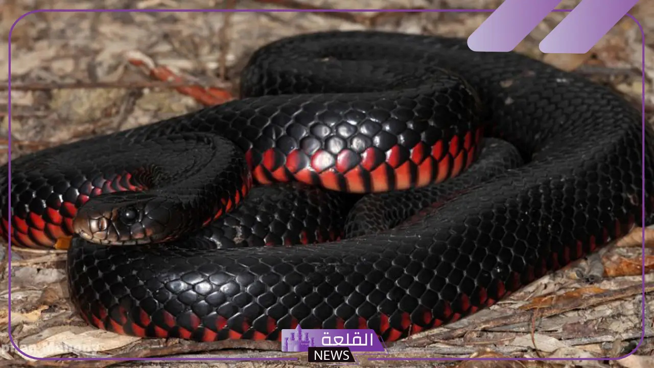 تفسير حلم الثعبان للحامل في المنام لابن سيرين وهجومه 5 الثعبان في المنام للنابلسي