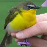 تفسير حلم العصفور في اليد للمرأة والرجل ورمزه لابن سيرين