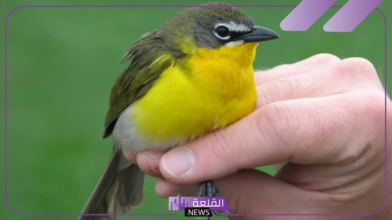 تفسير حلم العصفور في اليد للمرأة والرجل ورمزه لابن سيرين