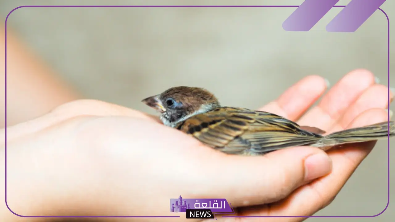 تفسير حلم العصفور في اليد للمرأة والرجل ورمزه لابن سيرين 5 تفسير حلم العصفور في اليد لابن سيرين