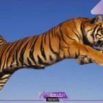 تفسير حلم نمر يلاحقني في المنام للرجل والمرأة للنابلسي وابن سيرين