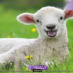 تفسير حلم رؤية النعجة في المنام للمرأة والرجل لابن سيرين