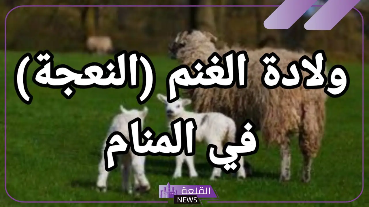 تفسير حلم رؤية النعجة في المنام للمرأة والرجل لابن سيرين 6 دلالات ورموز تفسير رؤية النعجة في الحلم