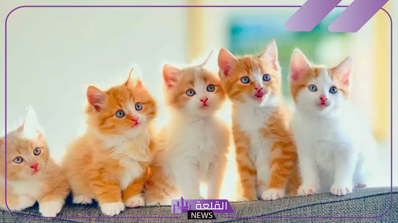رمز بول القطط في المنام وفقًا لابن سيرين 5 بول القطط في المنام