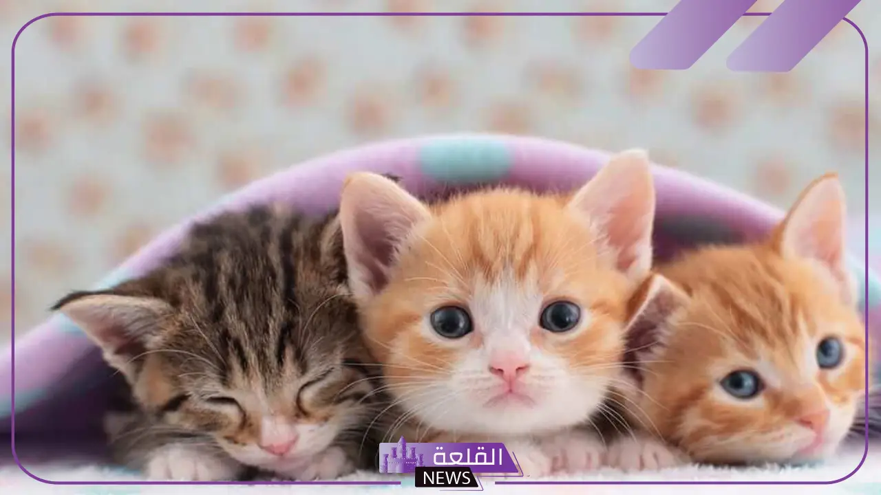 رمز بول القطط في المنام وفقًا لابن سيرين 6 بول القطط في منام العزباء