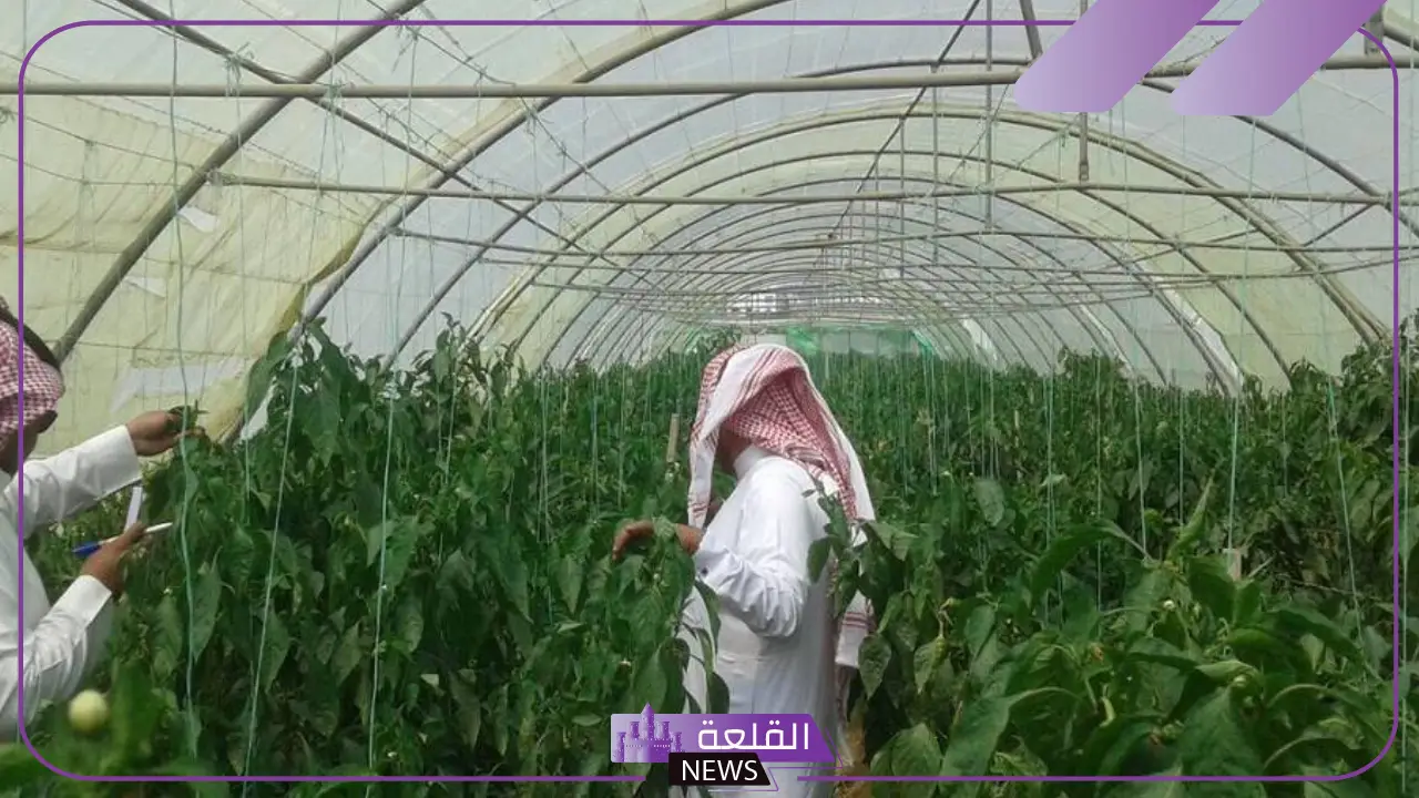 حصيلة الإنتاج الزراعي.. تحقيق اكتفاء ذاتي بنسبة 80% والحصيلة 38.3 مليار ريال 5 الوصول إلى 80% من الاكتفاء الذاتي من الإنتاج الزراعي