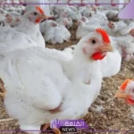 بورصة الدواجن.. سعر الكتكوت الأبيض وأسعار الفراخ والبيض اليوم الثلاثاء 7 يناير 2025