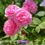 رسائل شكرا على الورد مكتوبة.. أجمل عبارات شكر على الورد والهدايا
