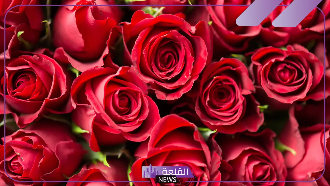 رسائل شكرا على الورد مكتوبة.. أجمل عبارات شكر على الورد والهدايا رسائل شكرا على الورد مكتوبة.. أجمل عبارات شكر على الورد والهدايا