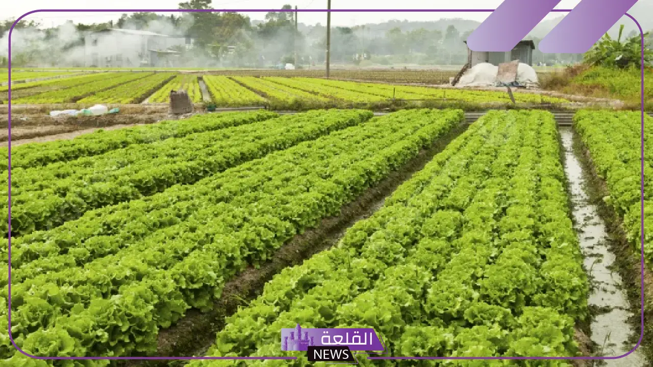 قدم الآن.. طريقة الحصول على أرض 2000 فدان بالإجراءات المطلوبة والأوراق 5 خطوات الحصول على أرض 2000 فدان بالإجراءات والأوراق المطلوبة