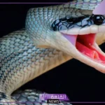 حلم قتل الافعى في المنام للمرأة المتزوجة لابن سيرين 