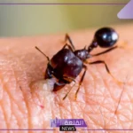  تفسير حلم قرص النمل في المنام لابن سيرين والعصيمي 