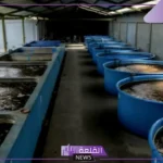 شاهد.. إنتاج 1400 طن من البلطي في المنطقة الشرقية