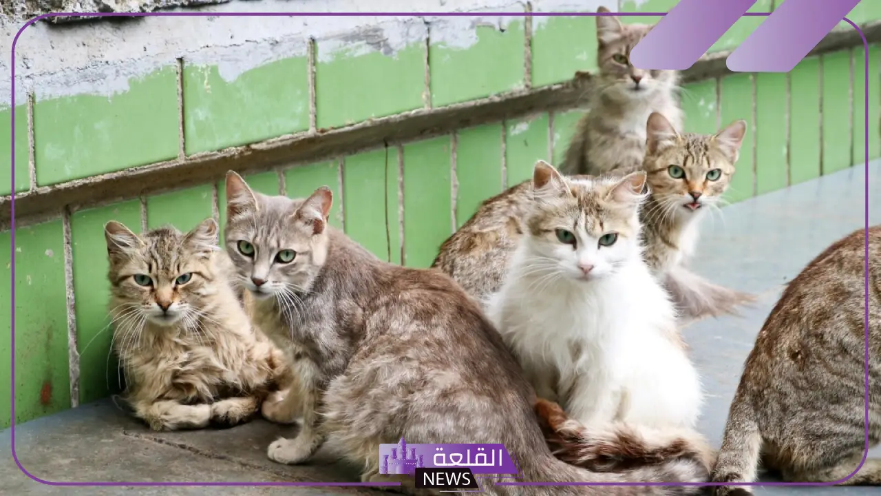 كلام عن القطط.. أجمل الكلمات لقطتي 5 كلام عن القطط قصير