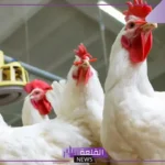 بكم الكيلو؟ أسعار الفراخ اليوم الثلاثاء 14 يناير 2025 في مصر