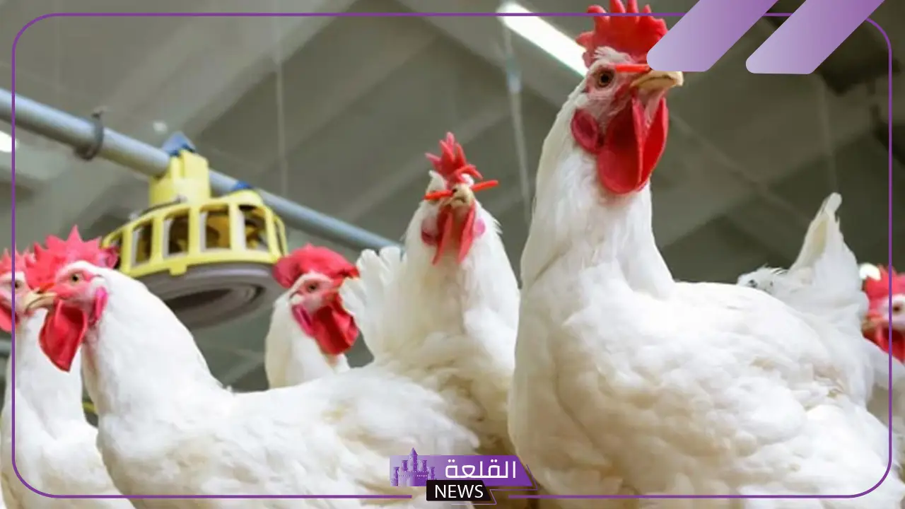 بكم الكيلو؟ أسعار الفراخ اليوم الثلاثاء 14 يناير 2025 في مصر