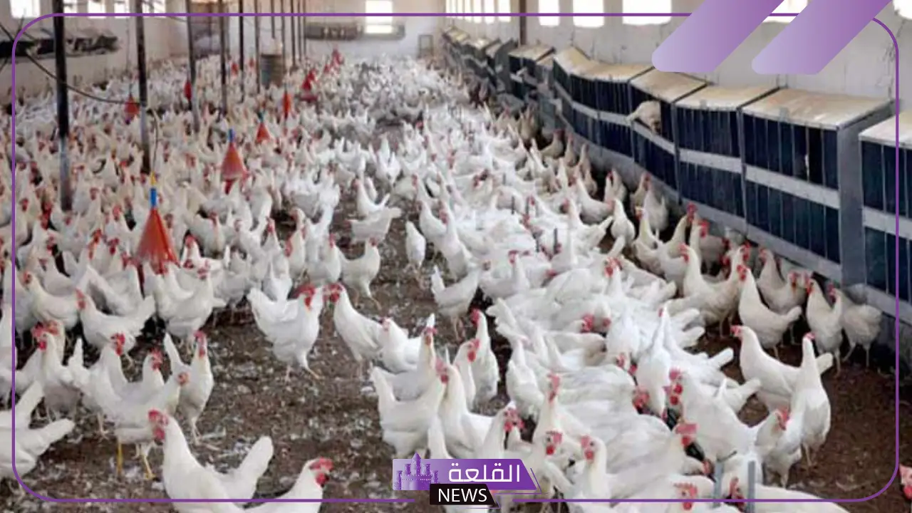 رسميًا. شركة تابعة للتنمية الغذائية تعلن توقيع عقد إنشاء 100 مزرعة لتربية الدجاج 5 مشروع إنشاء 100 مزرعة دواجن بالسعودية