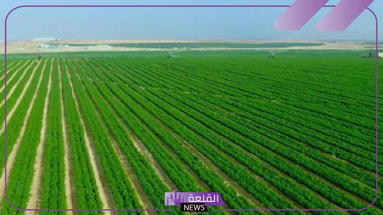 بشكل رسمي.. مصر تعلن ارتفاع وزيادة الرقعة الزراعية لأكثر من 10.4 مليون فدان 5 زيادة كبيرة في الرقعة الزراعية بمصر