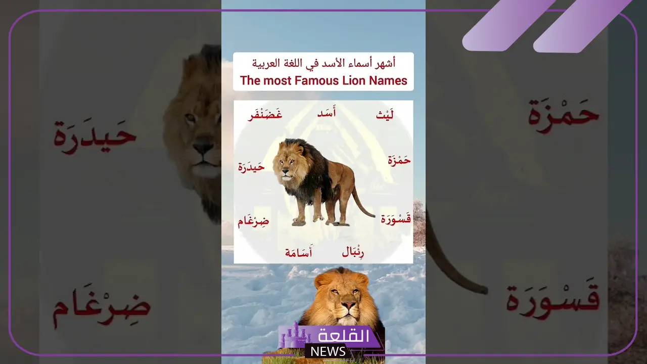 أسماء الأسد كلها ومعلومات هامة عن حياة الأسد 6 أهم المعلومات عن الأسد
