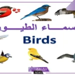 اسماء للطيور جميلة كيوت، أسماء نادرة للطيور 2025