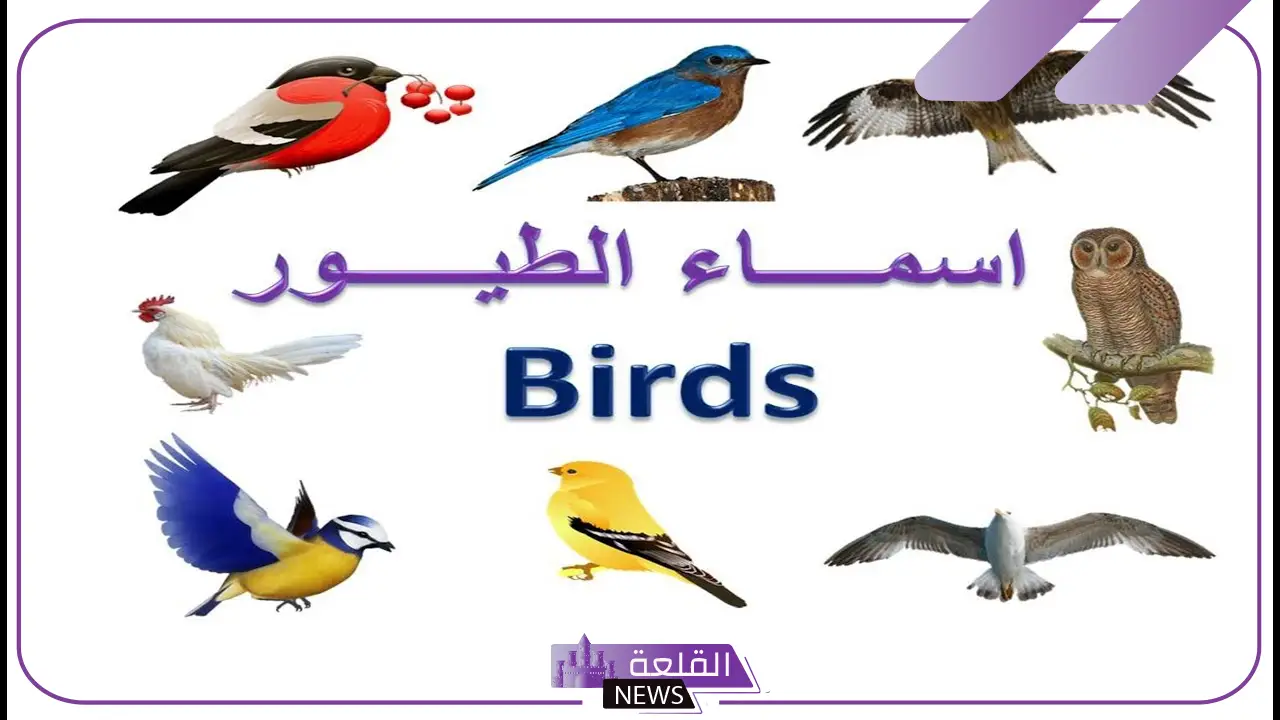 اسماء للطيور جميلة كيوت، أسماء نادرة للطيور 2025