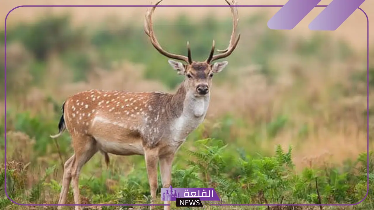 أشهر أسماء الحيوانات في العالم لافقارية وبرمائيات 5 أشهر الحيوانات عالميًا.. من البرية إلى المنازل