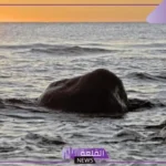 اقتباسات عن البحر والمطر، كلام جميل عن البحر