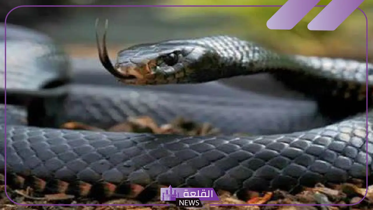تفسير حلم ثعبان اسود في المنام يحاول لدغي لابن سيرين تفسير حلم ثعبان اسود في المنام يحاول لدغي لابن سيرين