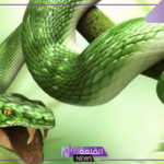 تفسير حلم الثعابين الملونة في المنام ورمزها لابن سيرين