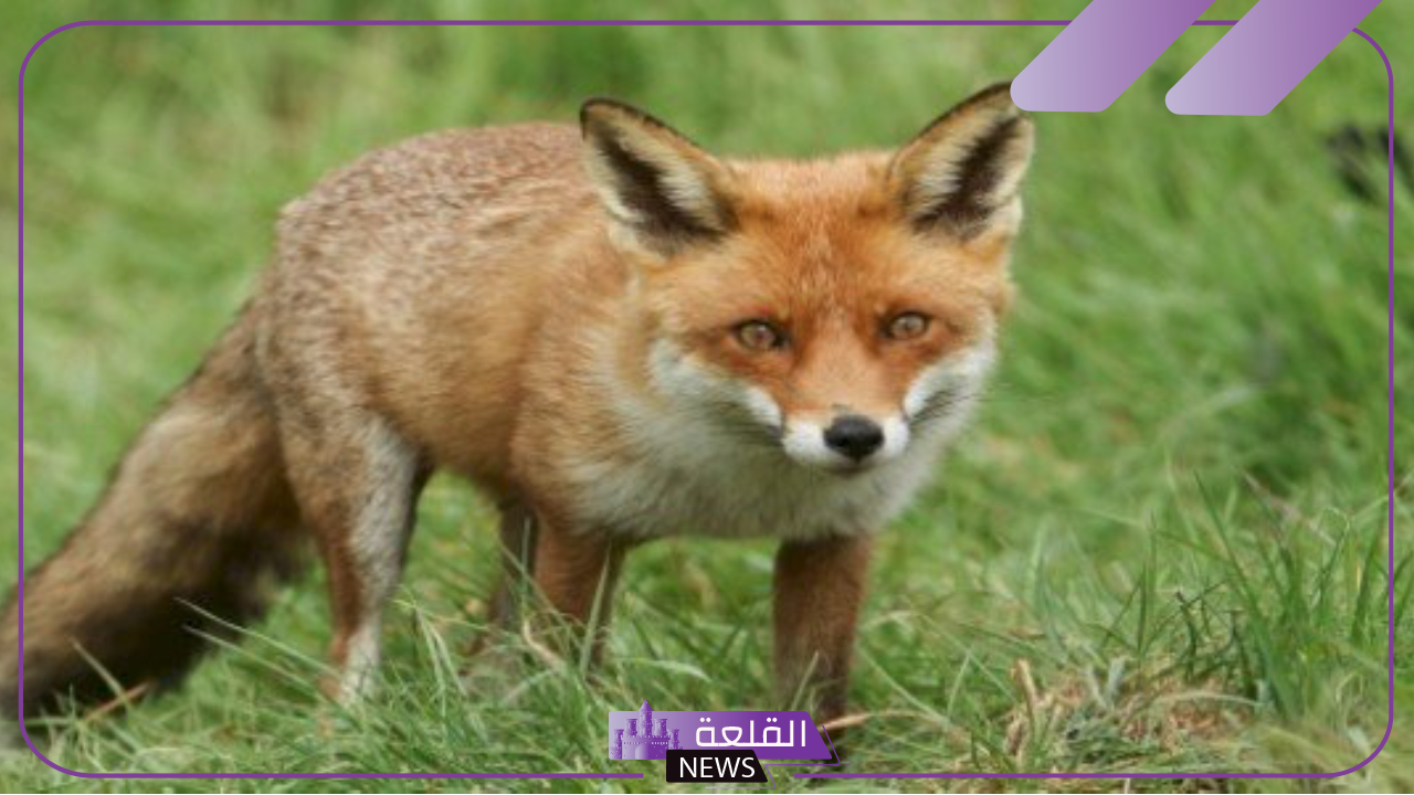 تفسير حلم الثعلب في المنام ورمزه لكبار العلماء والمفسرين