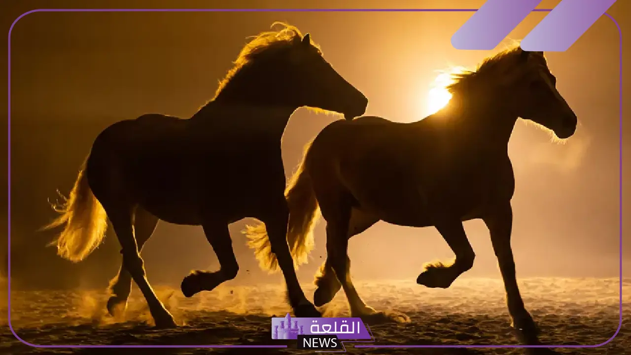 تفسير حلم الحصان في المنام للمرأة والرجل ورمز الخيول لابن سيرين 5 تفسير حلم الخيول في المنام ورموزها المختلفة