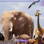 ما هي الحيوانات الدالة على الحسد في المنام لكبار المفسرين