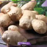 هيئة الغذاء والدواء: جميع الادعاءات حول الزنجبيل غير صحيحة وليس لها أسس علمية