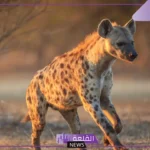 بعد 5 آلاف عام من الغياب.. الضبع المرقط يعود من جديد في مصر!