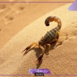 تفسير حلم العقارب الكثيره في المنام ولدغتها لابن سيرين
