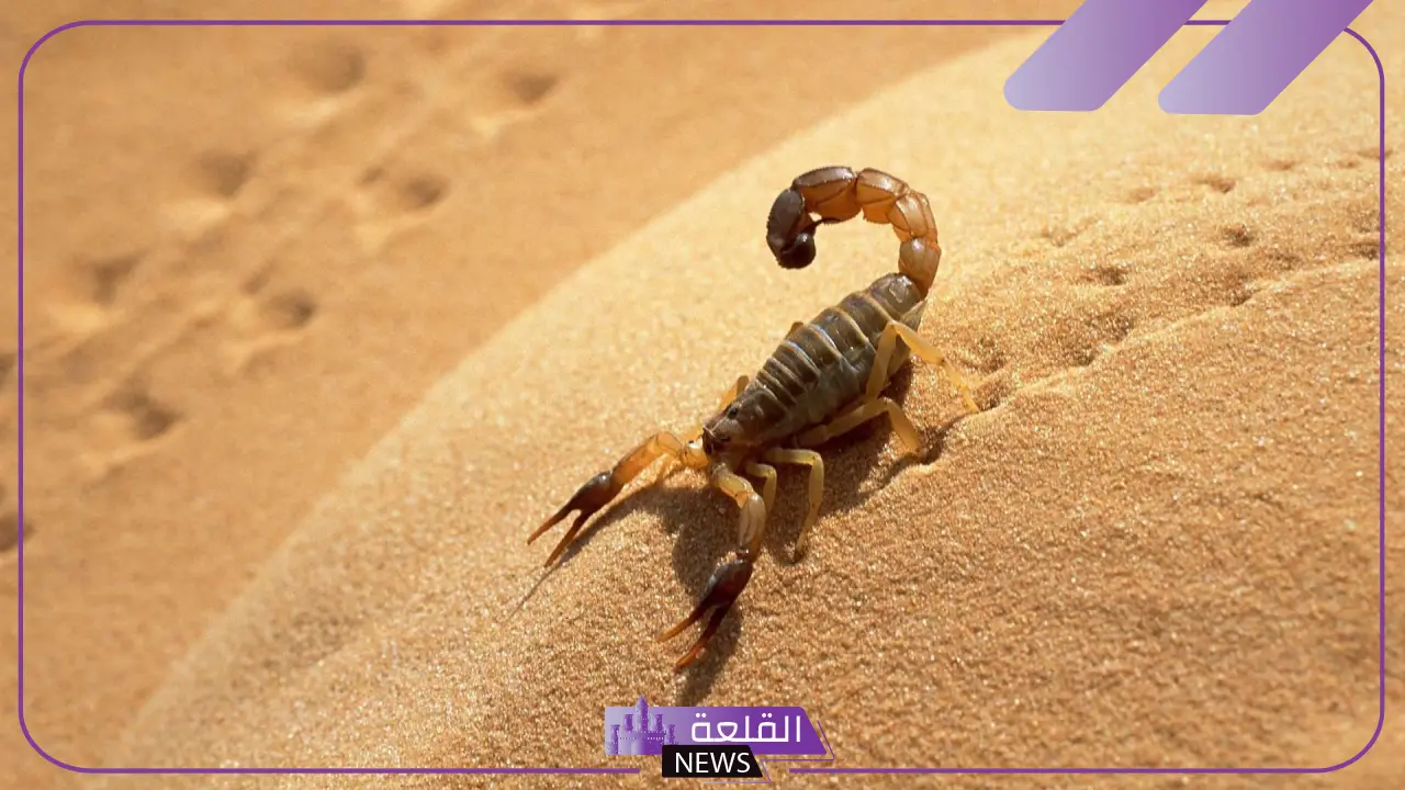 تفسير حلم العقارب الكثيره في المنام ولدغتها لابن سيرين